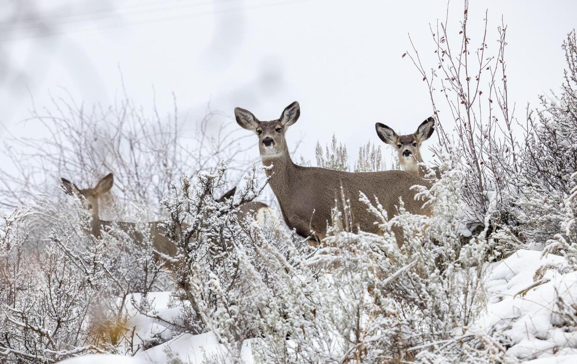 Casia Lodge And Ranch Twisp エクステリア 写真
